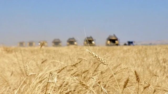 Topraktaki nem tarla bitkilerinin gelişmesini sağladı