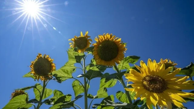Erzurum, ayçiçeği üretiminde yüzde 11 paya ulaştı