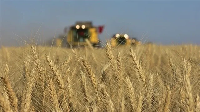 Jeopolitik riskler buğday fiyatlarındaki yükselişi frenledi