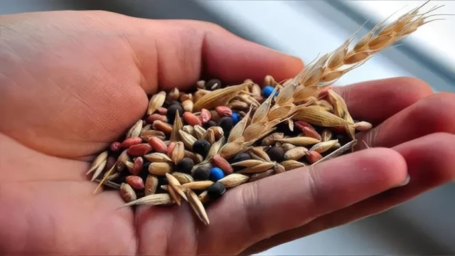 Türkiye tohumculukta gücünü artırmayı hedefliyor