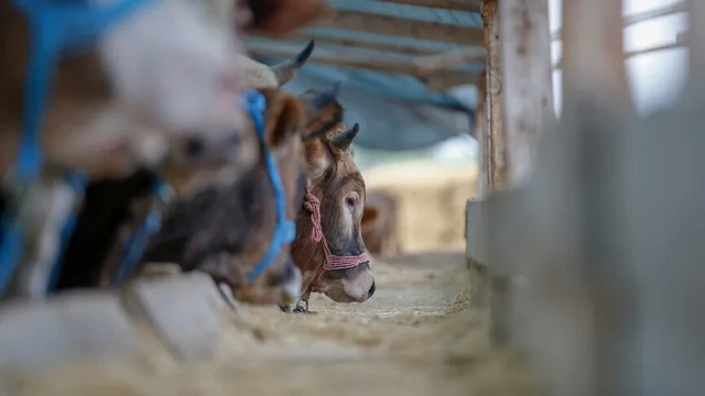 Yurt içi hayvan varlığı artıyor