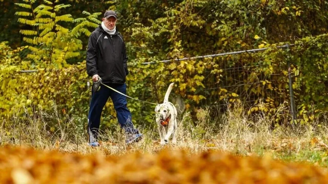 Köpek vergisi geliri 429,7 milyon avro oldu
