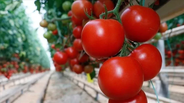 Türkiye'nin domates ihracatı 304 milyona ulaştı