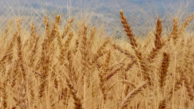 Verimi yüksek buğday çeşitleri geliştiriliyor