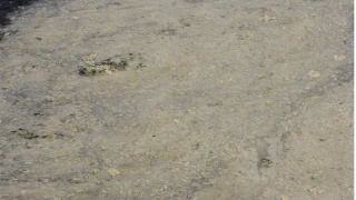 Müsilaj balıkçılara ağır darbe vurdu...