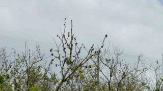 Fındıktan iki yıl boyunca umut kesildi