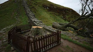 'Sycamore Gap' ağacını kesen 2 kişiye hapis cezası
