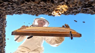AB tescilli Bingöl balı ABD ve Orta Doğu'ya açılacak