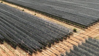 DİKKAT: Meyve ağaçlarını stresten uzak tutun