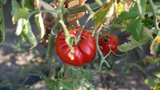 Domateste dünyanın güçlü oyuncusu konumundayız