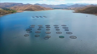 Somonların yolculuğu Rusya'daki sofralara başladı