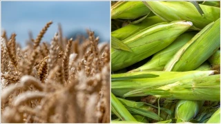 Arpa ve mısır tarifeleri yeniden belirlendi