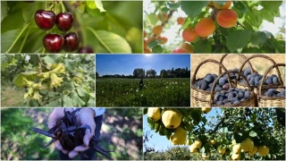 Tarımda 7 üründe dünya lideri oldu