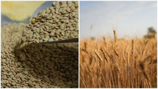 Yeşil mercimek ve yulafta gümrük vergileri düşürüldü