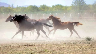 "100 milyon lira olan yarış atları kayıp" iddiasını yalanlandı