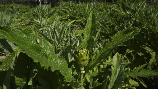 Enginar verimi ocak ve şubat yağışlarıyla arttı