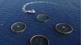 Karadeniz'in su ürünleri 85 milyon doları aştı