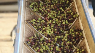 Türkiye, zeytinyağı üretiminde küresel pazarda yeni güç oluyor