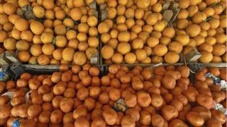 Turunçgil ihracatı yılın ilk çeyreğinde 697,7 milyon dolara ulaştı