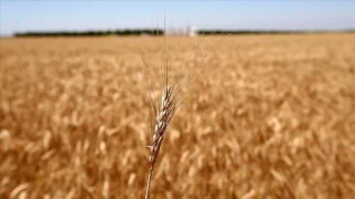Tarım emtia piyasasında buğday rüzgarı esti
