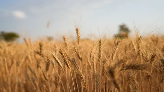 TÜRİB Vadeli İşlem Piyasası buğday ve mısır kontratlarıyla başlayacak