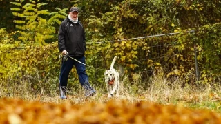 Köpek vergisi geliri 429,7 milyon avro oldu